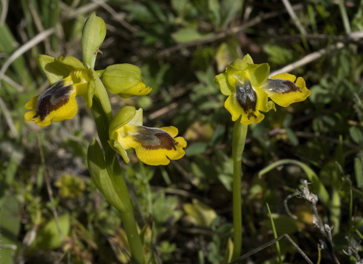 Ophrys sicula